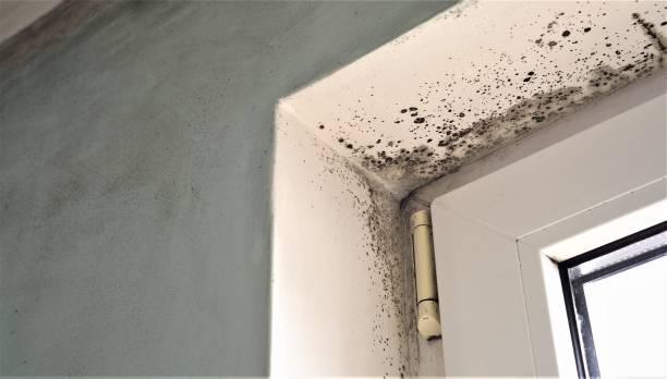 Best Mold Remediation for Healthcare Facilities  in Honaunau Napoopoo, HI