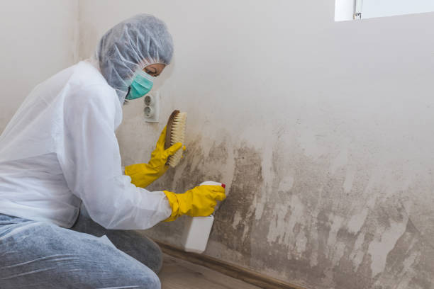 Best Mold Damage Restoration  in Honaunau Napoopoo, HI