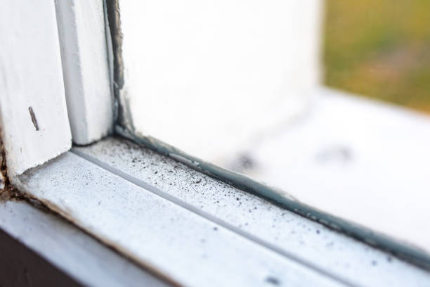 Best Water Damage & Mold Remediation  in Honaunau Napoopoo, HI