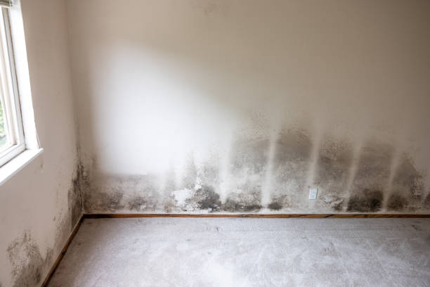Best Asbestos and Lead Testing During Mold Inspection  in Honaunau Napoopoo, HI